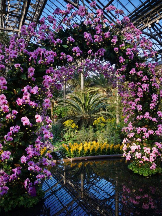 A Gardener's Tour of Orchid Extravaganza | Longwood Gardens
